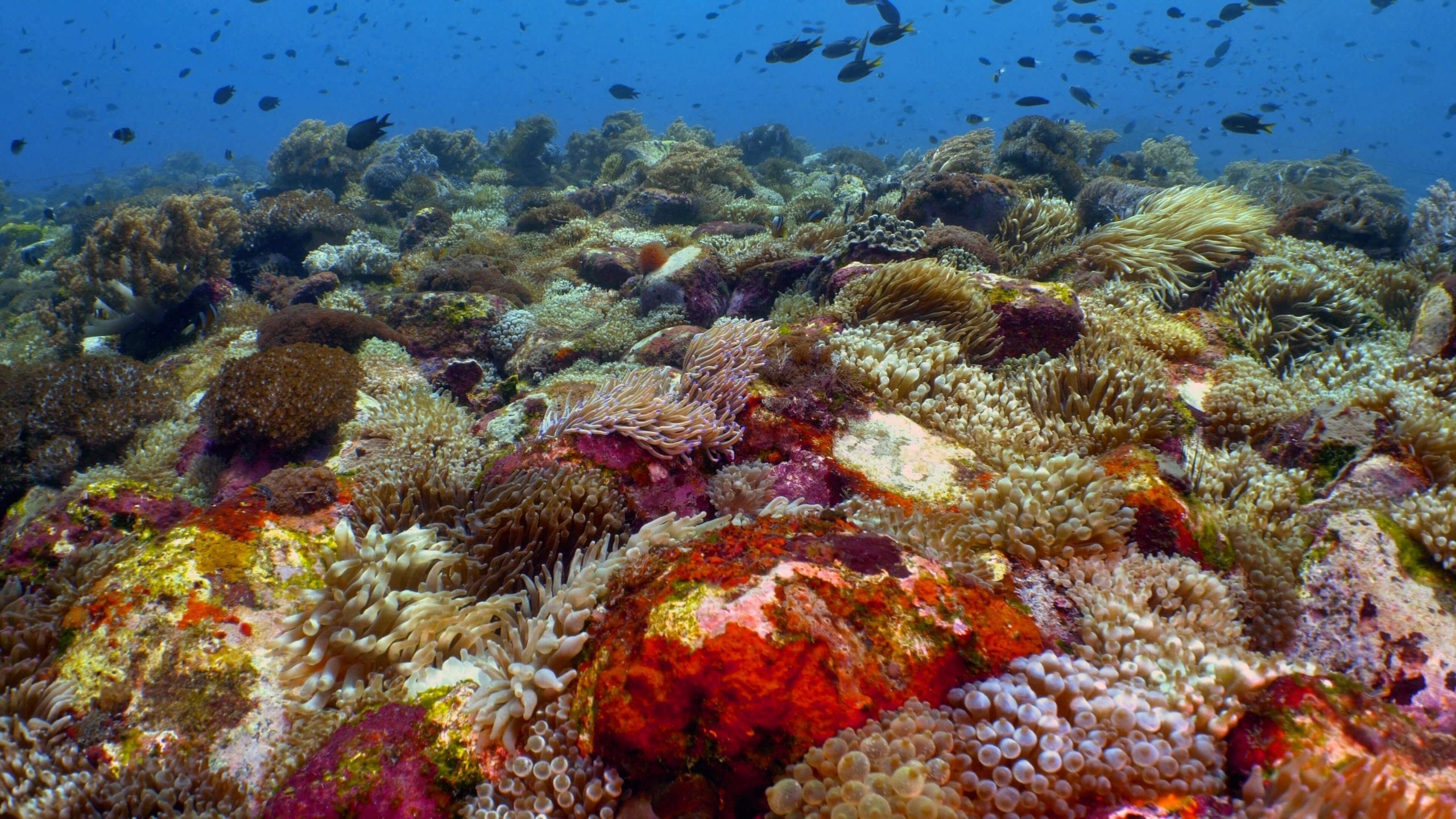 Scuba Diving - Alor, Indonesia