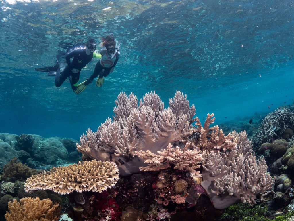 snorkelers on reef